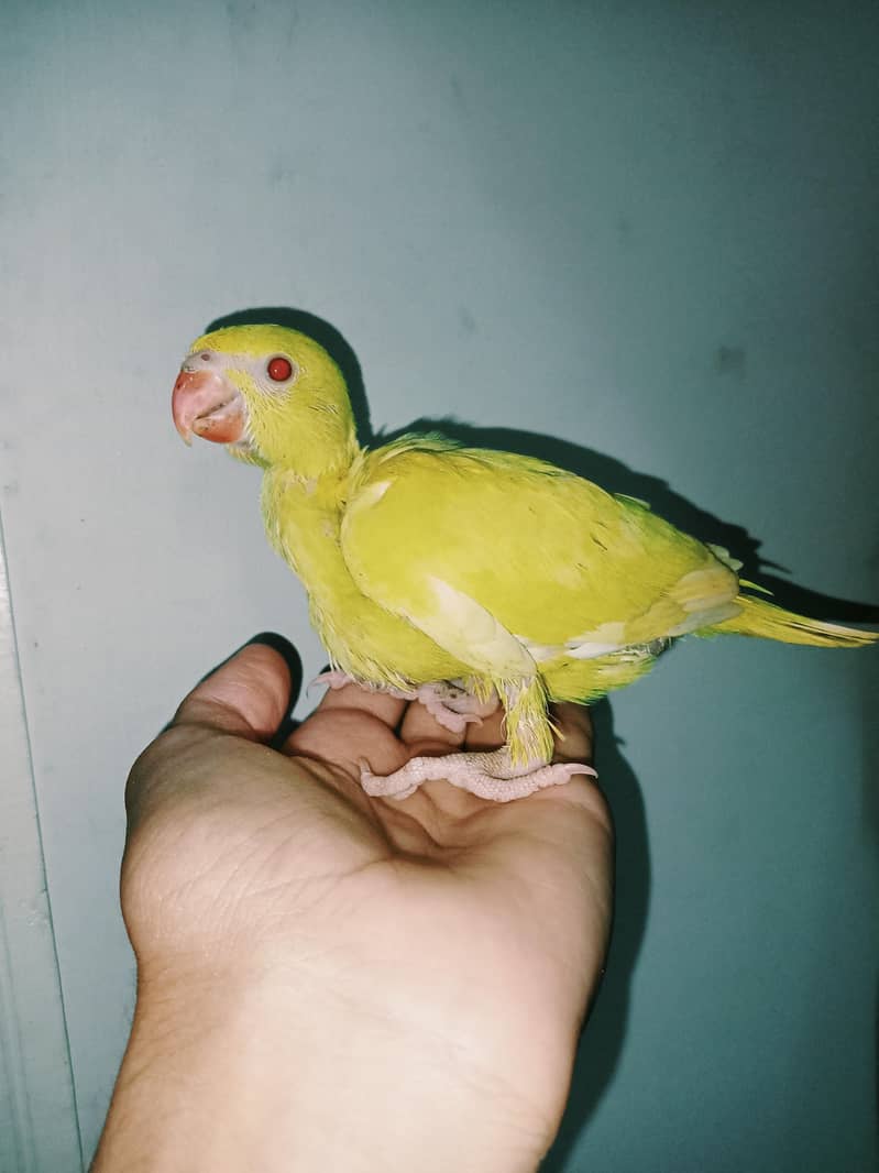 yellow ringneck 2