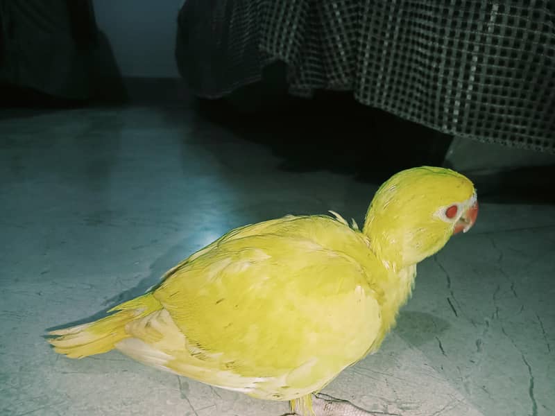 yellow ringneck 3