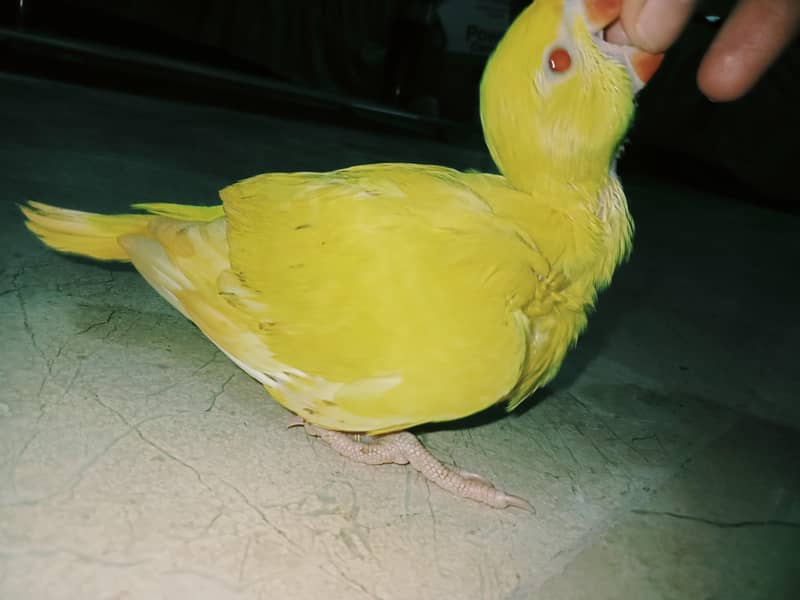 yellow ringneck 4