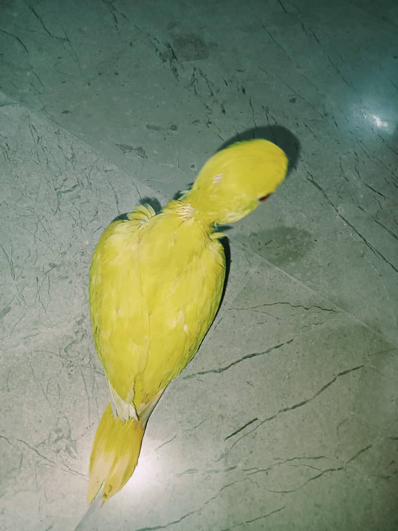 yellow ringneck 5