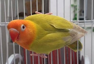 lovebirds lovebird breeder and adult pair and peice/ palefallow
