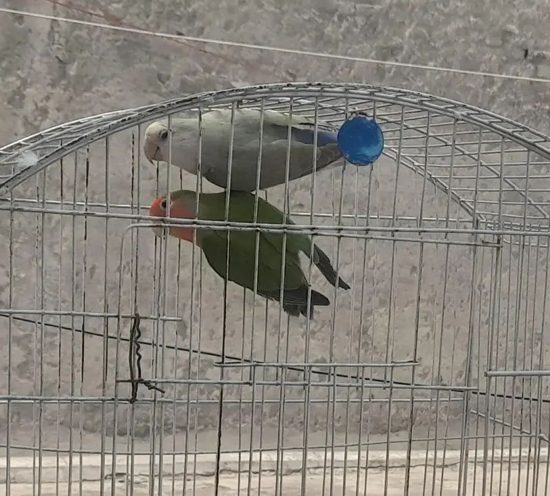 Lovebirds breeder pair for sale — photo 5