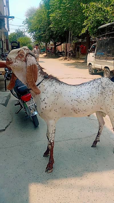 desi bakra