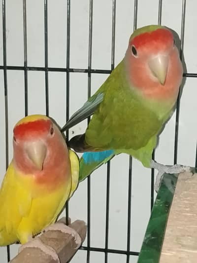 love bird breader pair