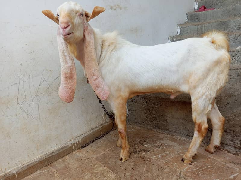 gulabi 1