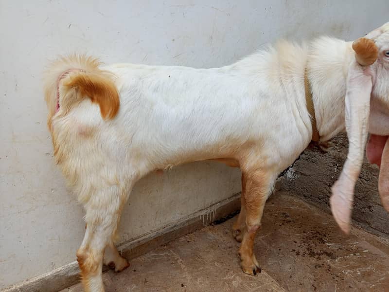 gulabi 2