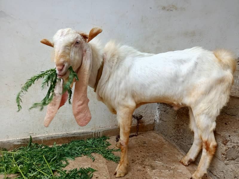 gulabi 4