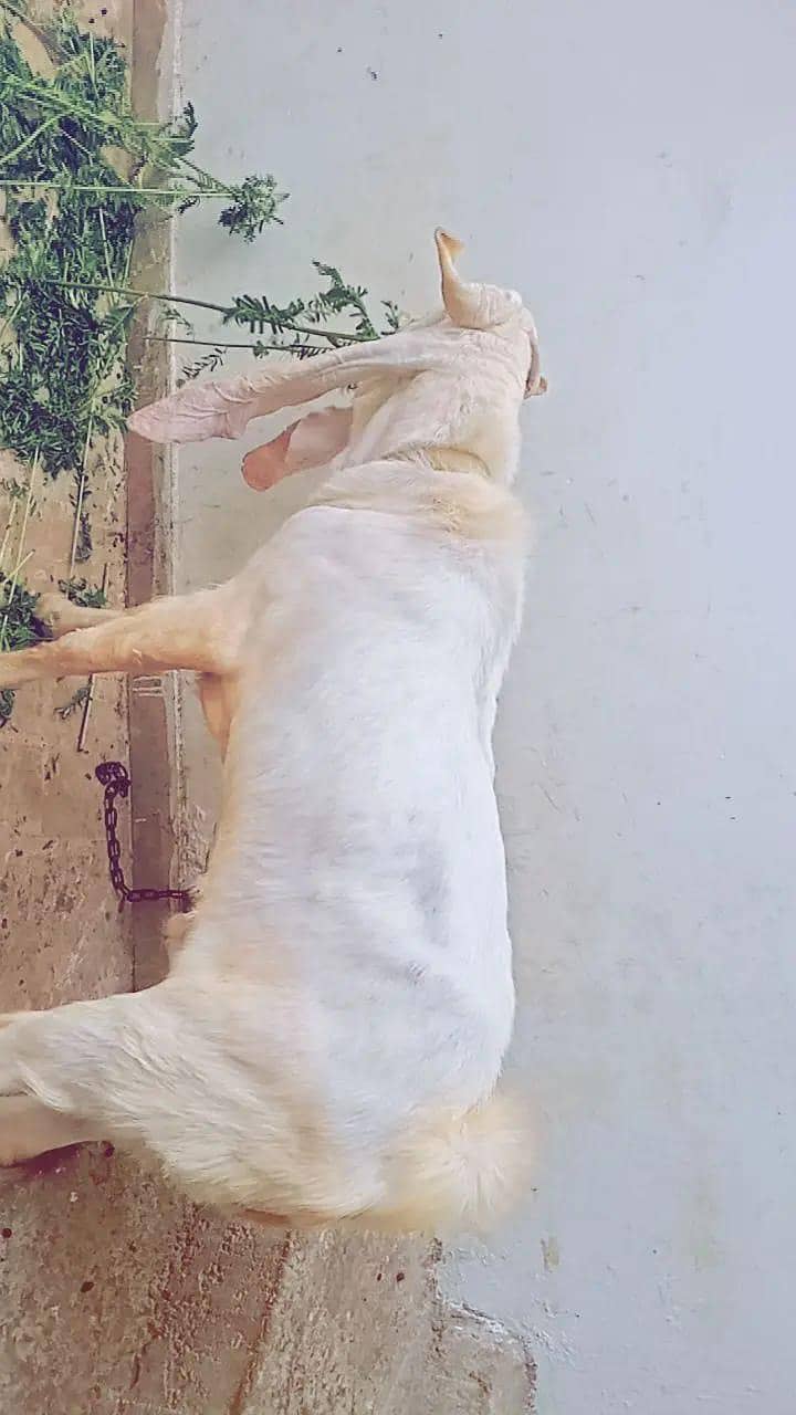 gulabi 6