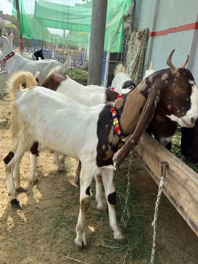 Goats for Qurbani