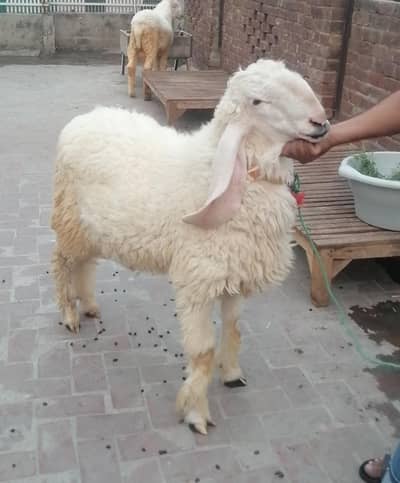 dasi kajla chatra havey waight for sale