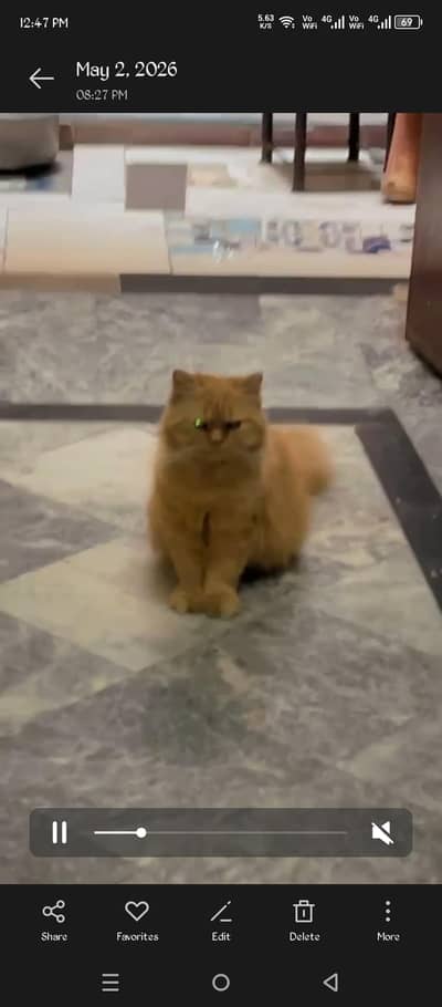 Persian Male cat on heat