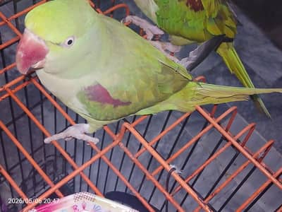 raw parrot for sale bite nhi karta 03054636833