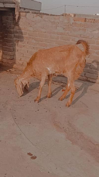 goats male or female for sale