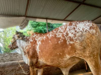 cow sel
