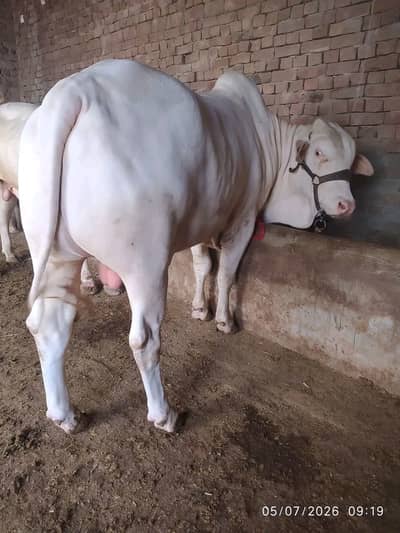 Qurbani k lia janwer available ha 2dant White
