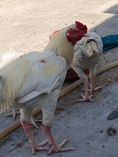 Heera Aseel 1 Male 2 Female in very low price