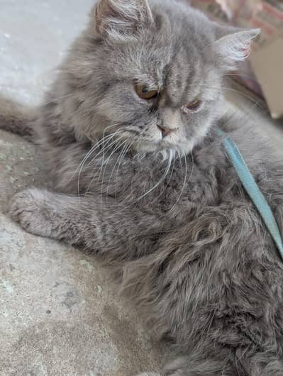 Persian cat with kitten