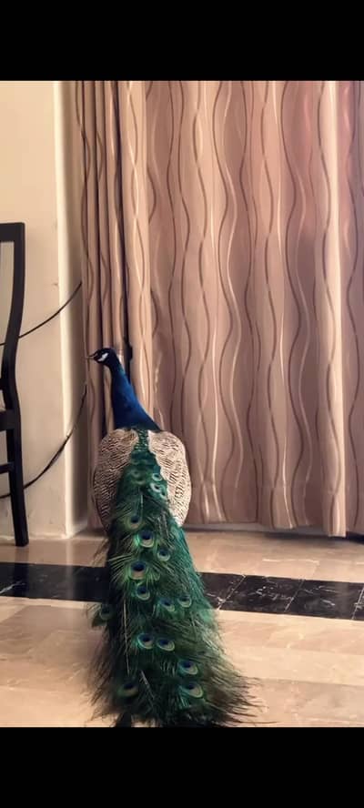BLUE SHOULDER PEACOCK/MOR