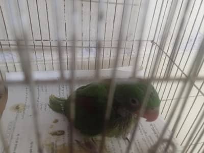 Raw Parrot Chick