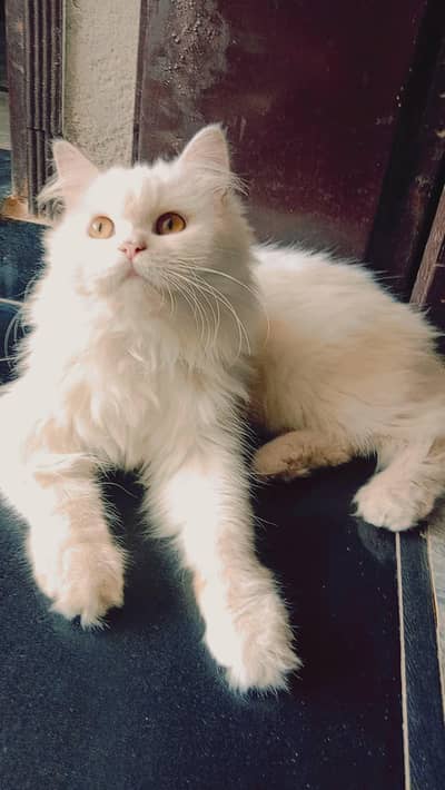 urgent persian female cat for sale