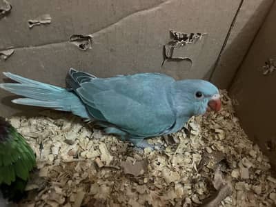 Blue ringneck chick
