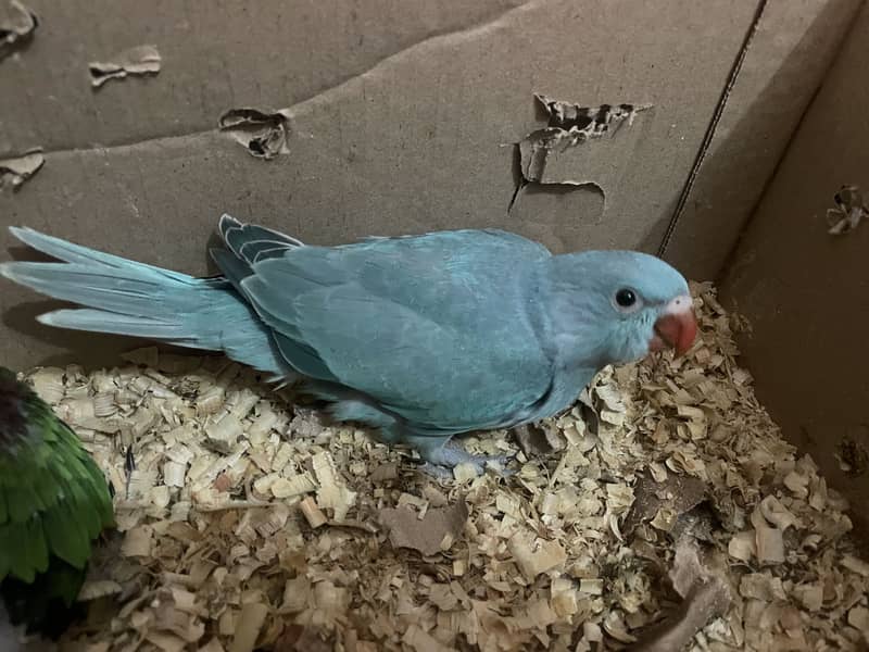 Blue ringneck chick 0