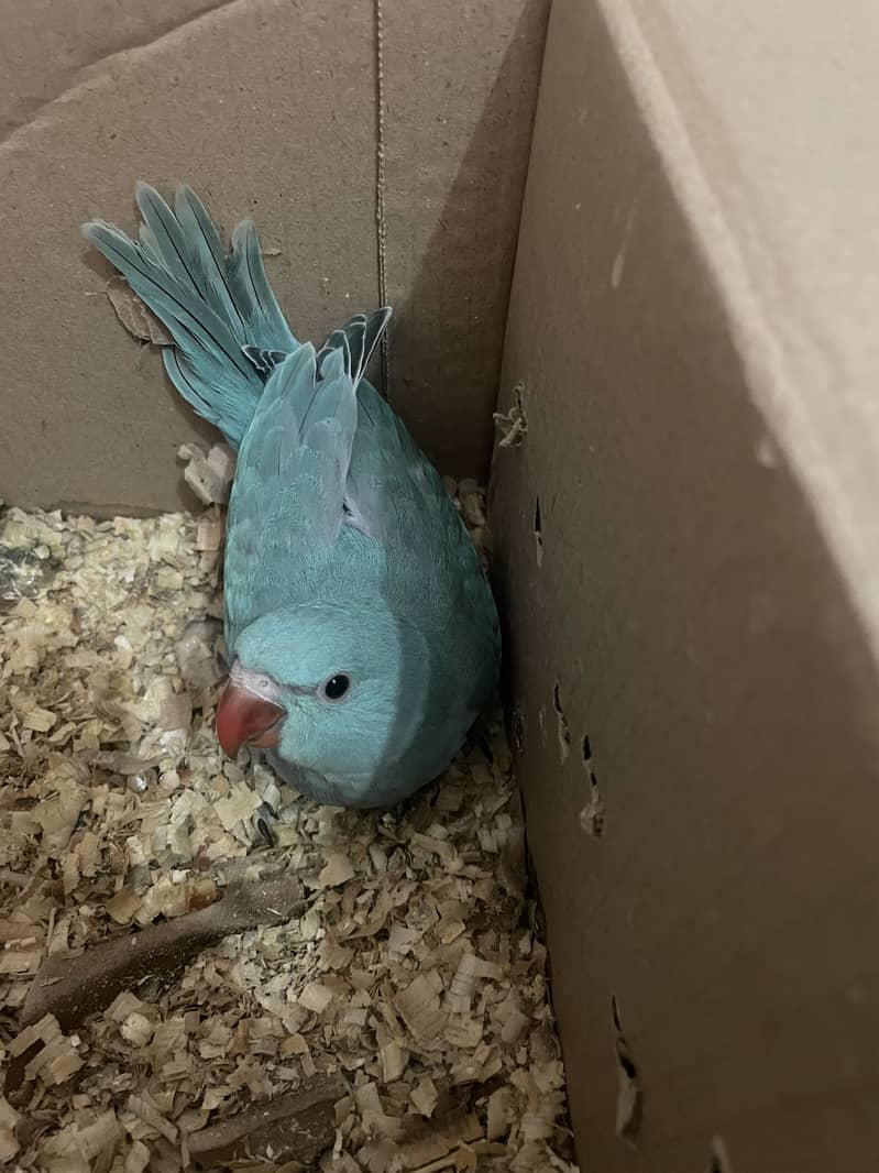 Blue ringneck chick 1