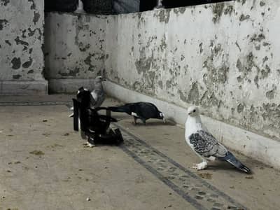 4 piece Fancy pigeon (Exchange possible)