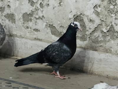 1 pair Fancy pigeon (Exchange possible)