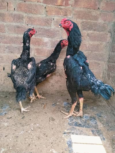 best quality Jarman shamo long hight