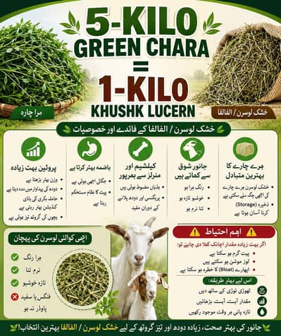 100% Export standard quality alfalfa  dry lucern hay