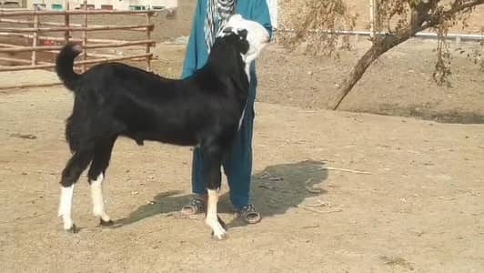 bakra for sale call me 03460423873