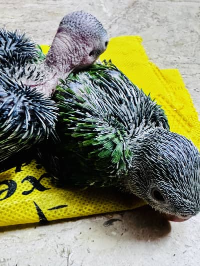 Green Ringneck chicks