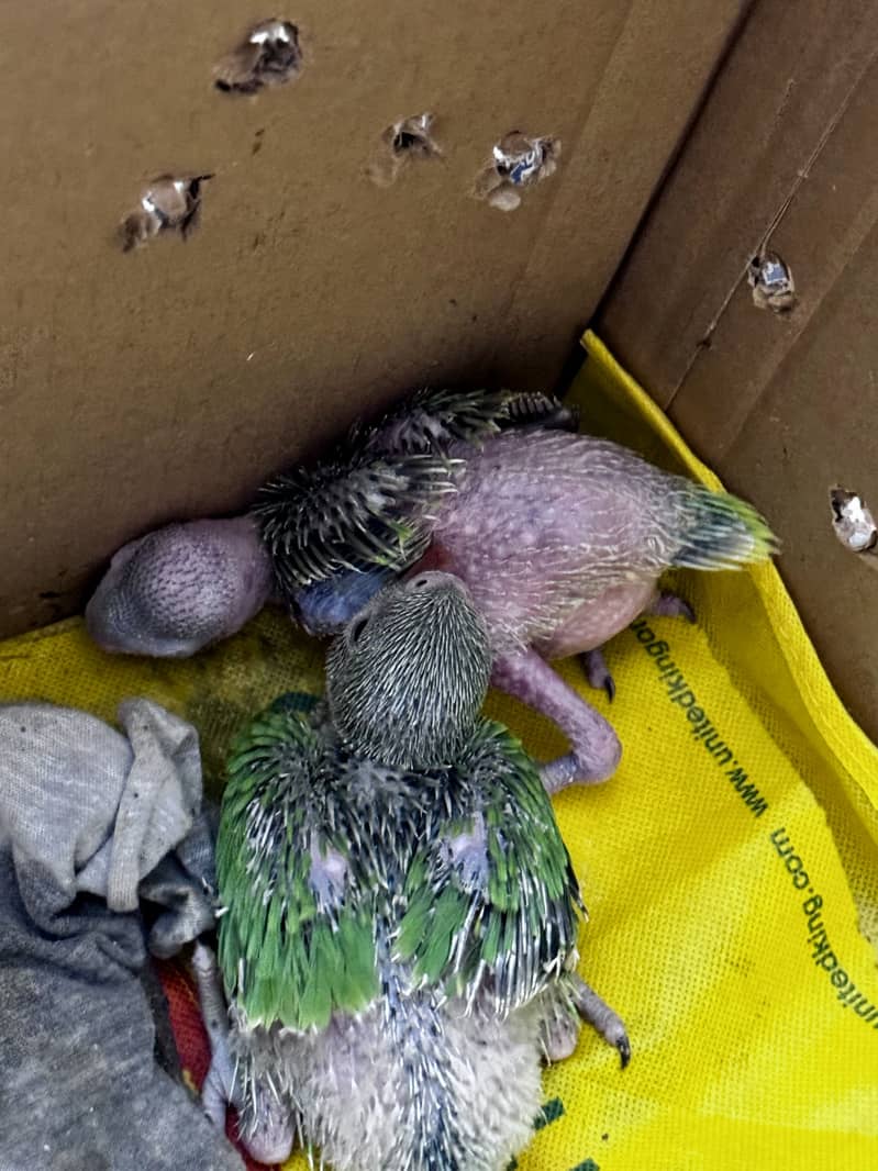 Green Ringneck chicks 1