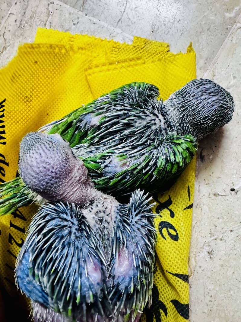 Green Ringneck chicks 2
