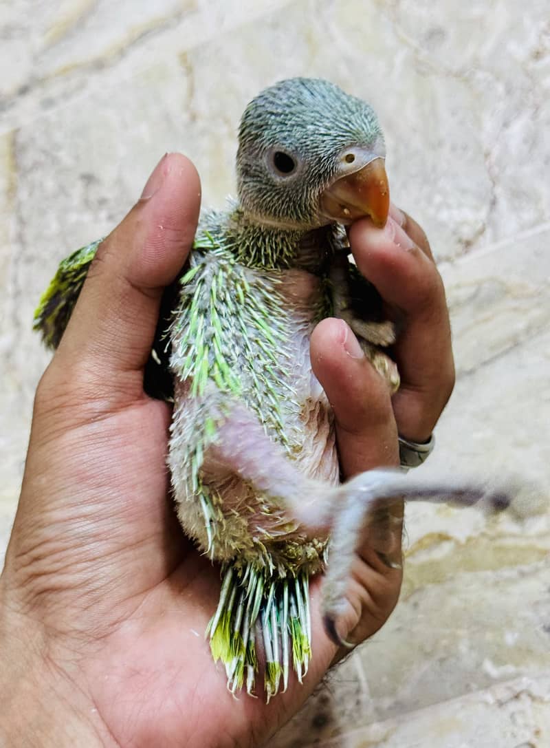 Green Ringneck chicks 3