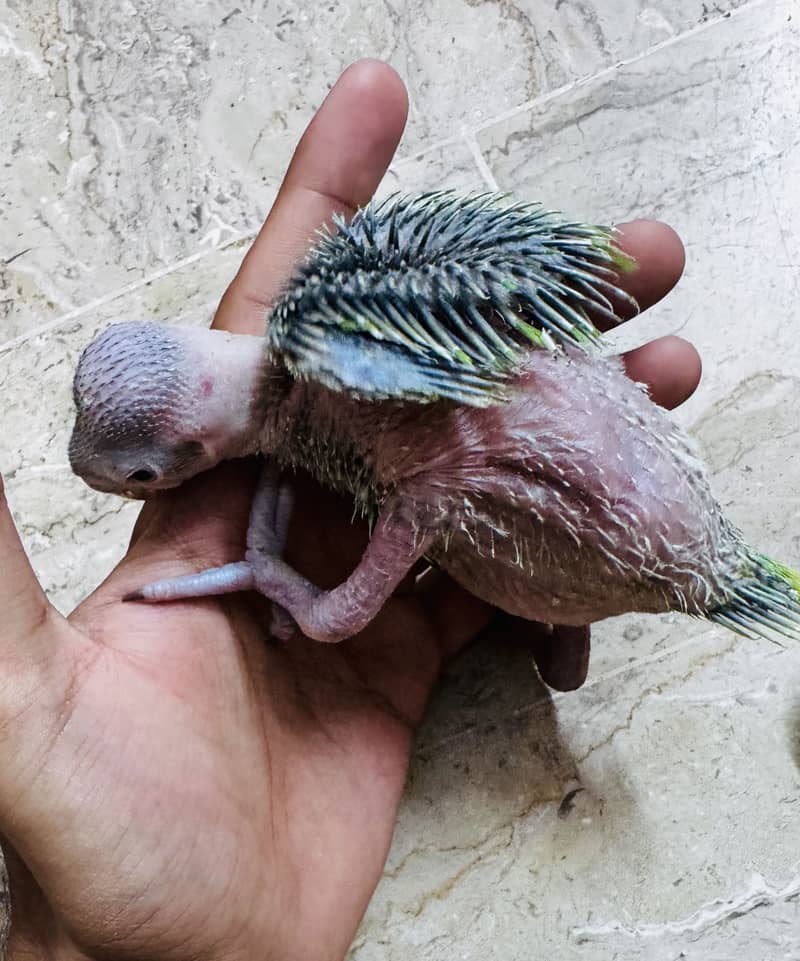 Green Ringneck chicks 4