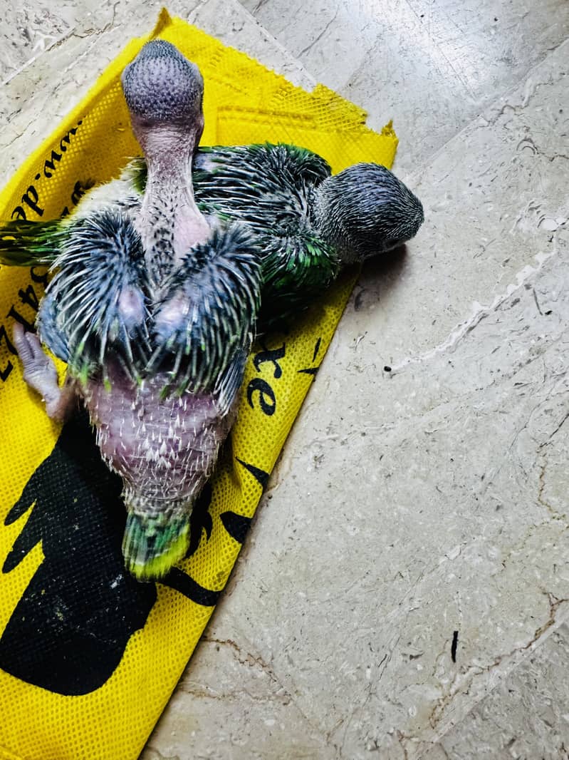 Green Ringneck chicks 5