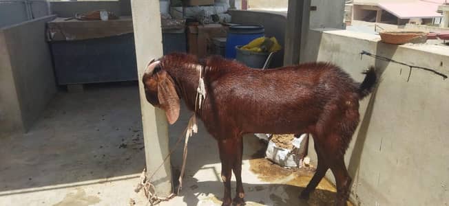 desi beetal bakra urgent for sale 03176178735