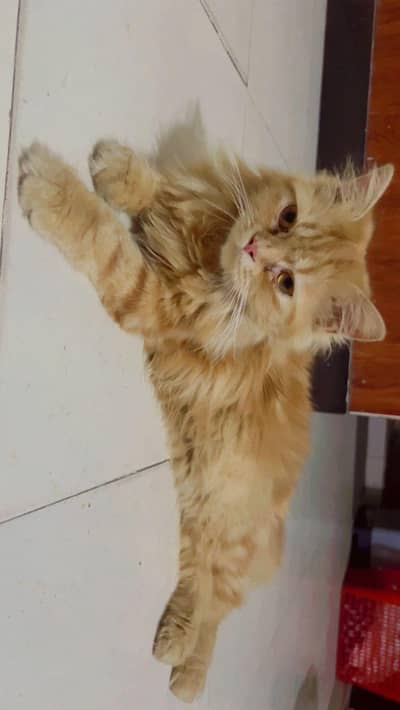 Male Persian triple Coat Cat