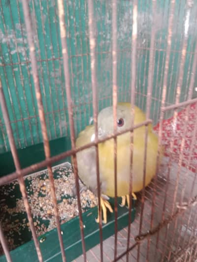 green pigeon