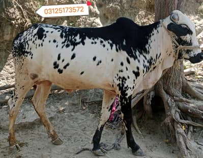 Bull for qurbani