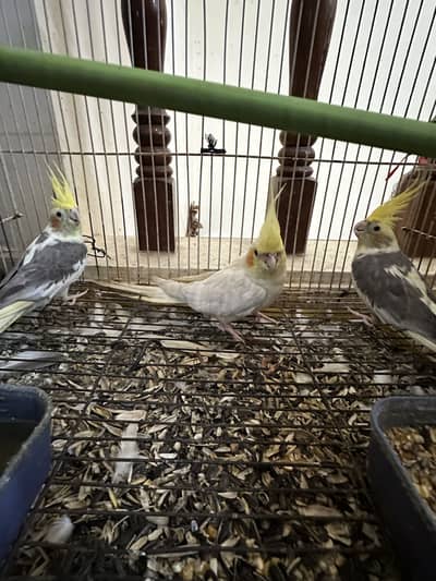 Urgent sale 3 cocktails