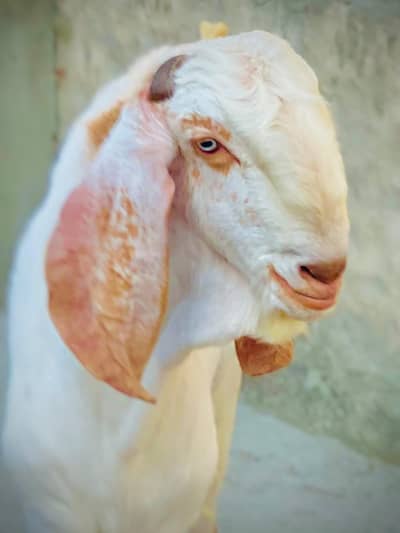 Chatry heavy weight and breeder