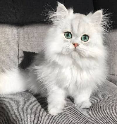 Snowy Persian kittens | cats | High Quality | All types Of Kittens