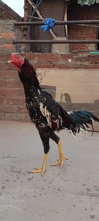 aseel murga healthy murga