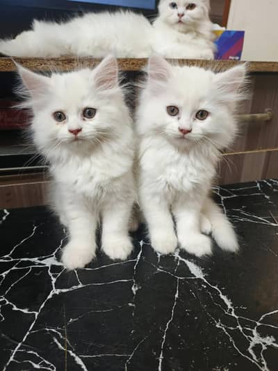 PAIR PERSIAN KITTEN TRIPLE COAT