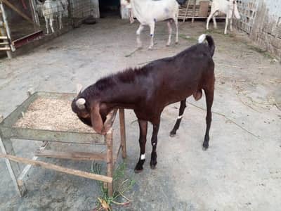 bakra