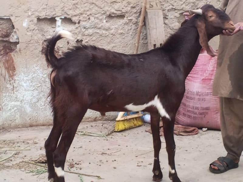 bakra 1