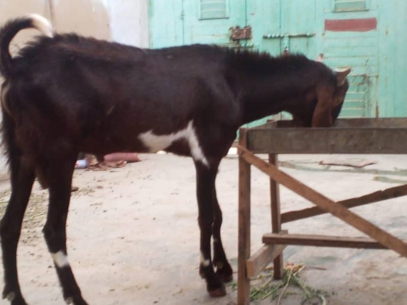 bakra 2